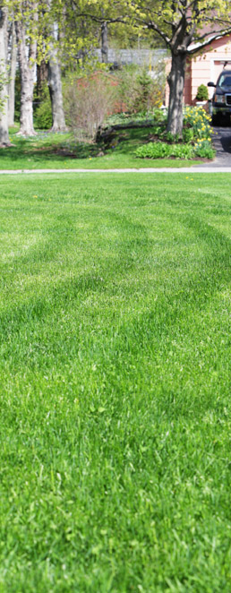 Lawn Mowing & Maintenance Services – Fairfax County VA